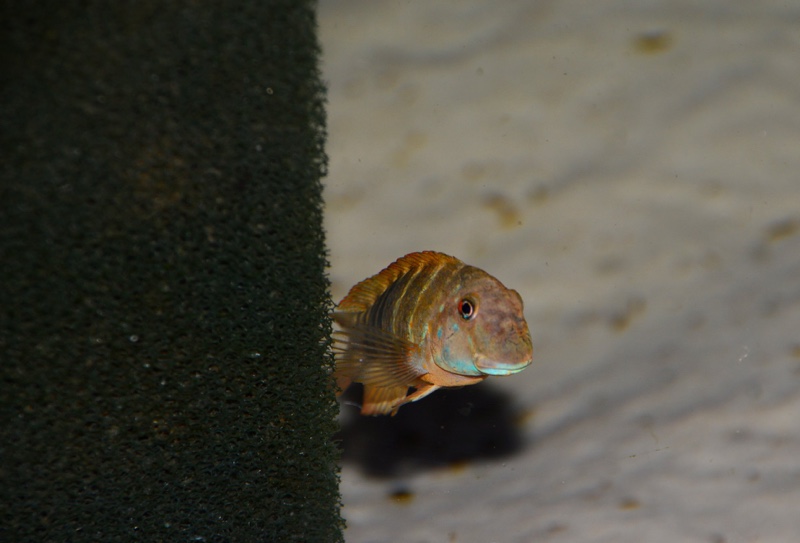 Eretmodus marksmithi 'Mzungu Beach'